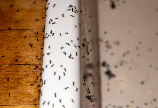 Flea Control Services in Tignall, GA